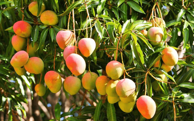 mangos
