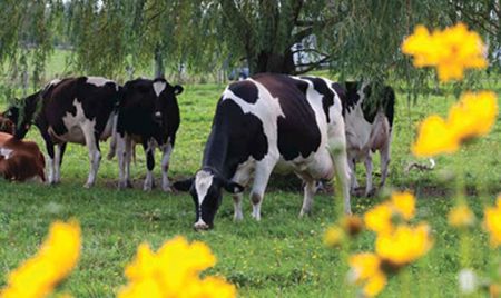Trump: es vergonzoso el impacto de Canadá en la producción de lácteos de EE.UU.