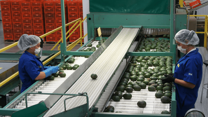 Las exportaciones de aguacate de México rompieron récord.