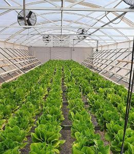 The Tax Administration (SAT), the National Service for Agri-Food Health, Safety and Quality (Senasica) and the US Customs and Border Protection Office (CBP) achieved, as part of a joint inspection pilot program , reduce on average 3.5 hours the time it takes for shipments to cross the border.