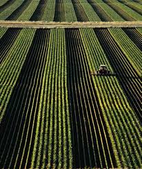 corn importers