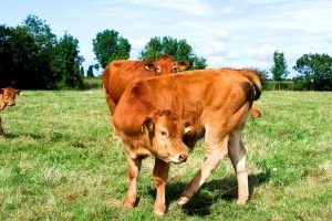 Produção de carne bovina dos EUA cairá devido à menor quantidade de bois mexicanos