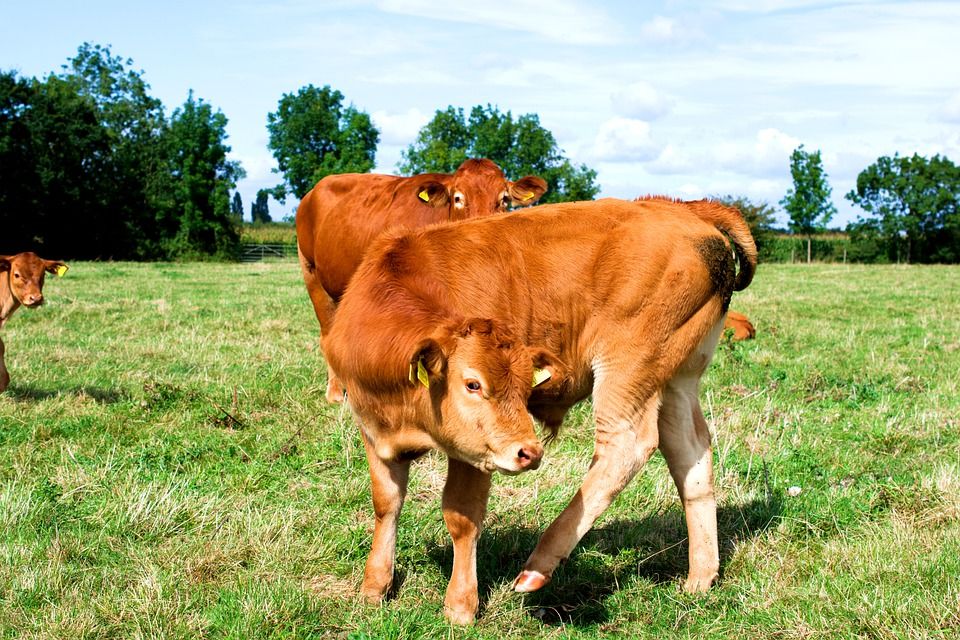 Produção de carne bovina dos EUA cairá devido à menor quantidade de bois mexicanos