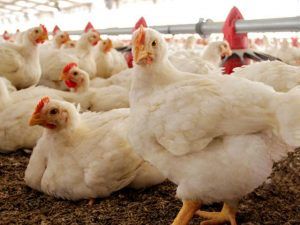 O maior produtor mundial de carne de frango: Estados Unidos