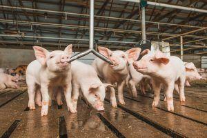 Las exportaciones de carne de cerdo de Estados Unidos batieron récord en 2021, al totalizar 8,107 millones de dólares. US pork exports broke a record in 2021, totaling $8.107 million.