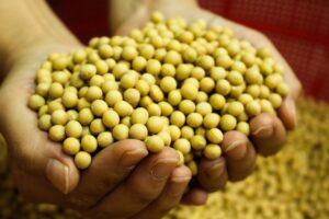 EU, Brasil y Argentina concentran producción de soya en el mundo