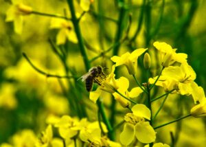Australia lidera exportaciones de canola en el mundo
