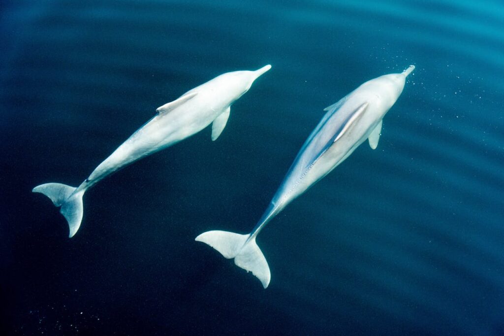 El “problema del atún y los delfines”: OMC
