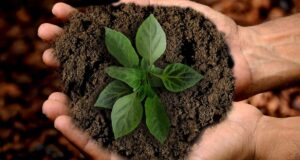 Pepsico y Walmart apoyan agricultura regenerativa