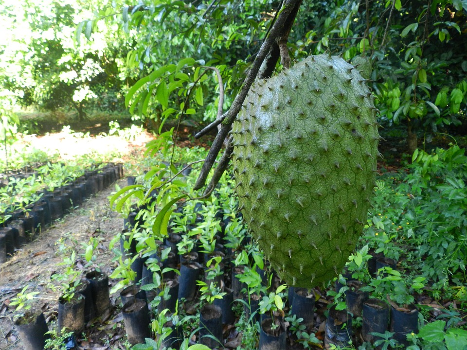 Soursop exports from Mexico to the U.S.: opening