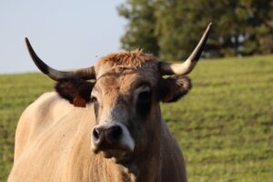 México entra no Top 10 dos mercados brasileiros de carne bovina