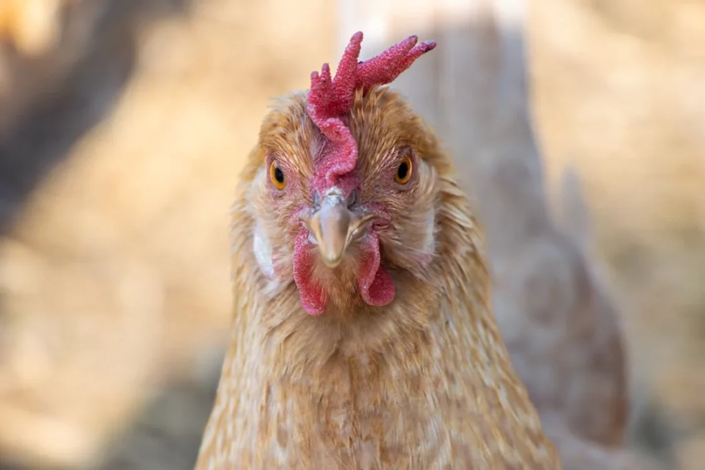 México continua aberto às importações de frango do Brasil