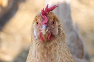 México continua aberto às importações de frango do Brasil