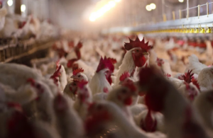 Exportações brasileiras de frango: 5 principais destinos