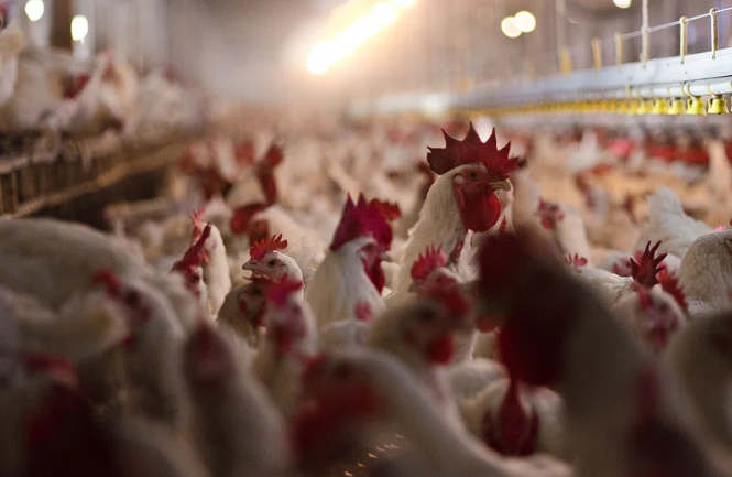 Exportações brasileiras de frango: 5 principais destinos