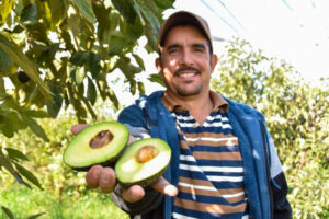 Comércio agroalimentar: vantagens tarifárias vs. justiça trabalhista