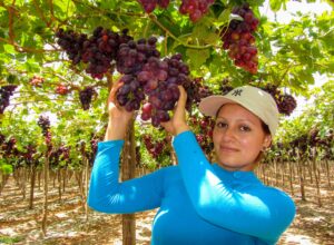 Os 10 países que mais exportam uvas no mundo