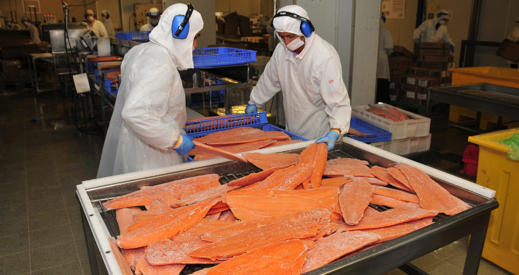 Os 5 maiores exportadores de salmão do mundo