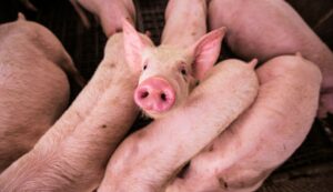 Os 15 principais produtos agrícolas dos EUA exportados para o México