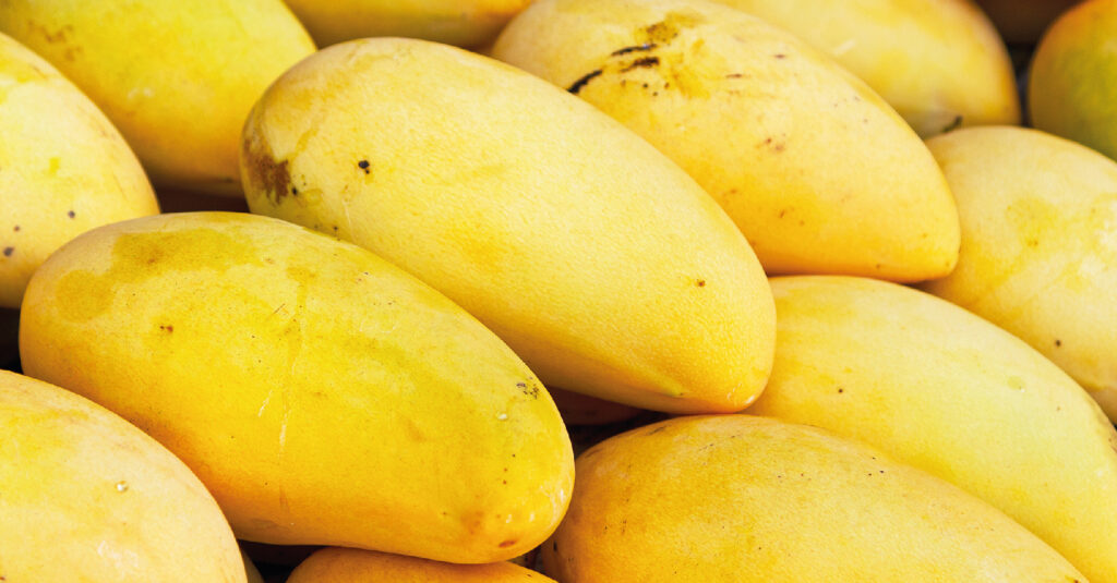 Mexican mango exports grow for seven consecutive years