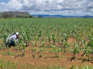 Mexico promotes the use of rainwater for agriculture
