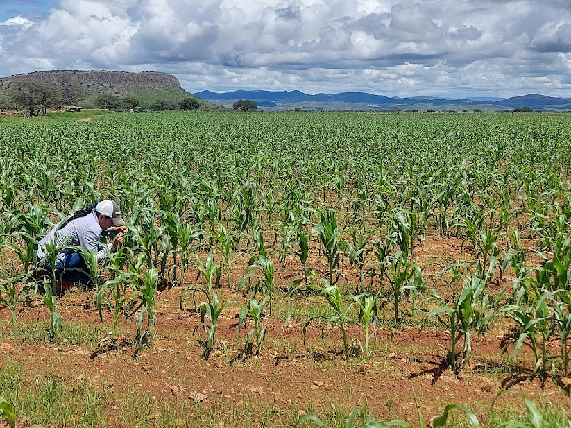 Mexico promotes the use of rainwater for agriculture