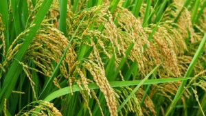 China reduces its dependence on trade in natural resources