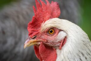 Mexican imports of chicken meat from Brazil increase by 9% in 2025
