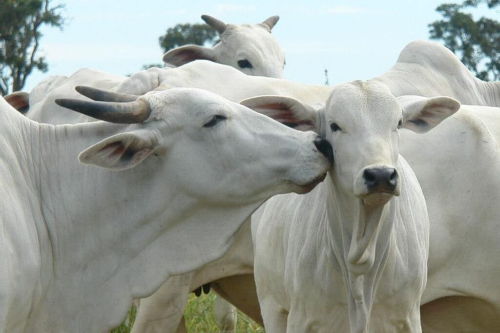 Photograph of a herd of white Nelore cattle grazing in a field, with a cow affectionately licking a calf’s cheek in the foreground. ABIEC: Mexico Has a Smart Trade Strategy.