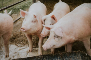 A close-up, eye-level photograph of four light-pink pigs crammed into a dirty pen, standing on a concrete floor behind a metal feeder. Three of the pigs are looking straight ahead and to the left.